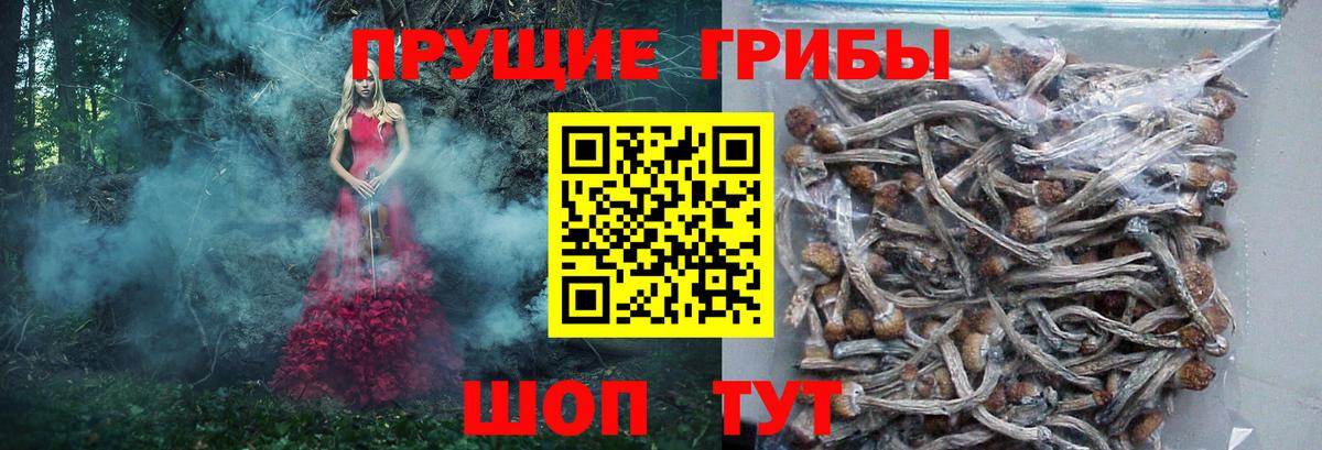 Псилоцибиновые грибы Cubensis  Вход с VPN  Горно-Алтайск 